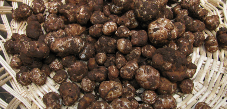Os sabores do mangarito, a trufa brasileira. Aprenda a fazer uma deliciosa receita com o rizoma